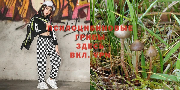apvp Алзамай